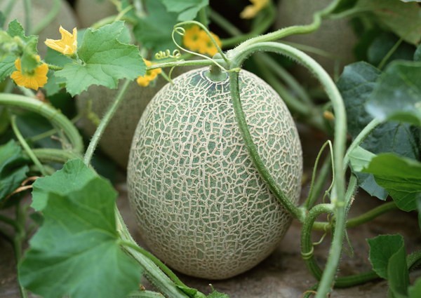 內蒙古*哈密瓜/內蒙古哈密瓜批發(fā)價格/內蒙古哈密瓜種植基地