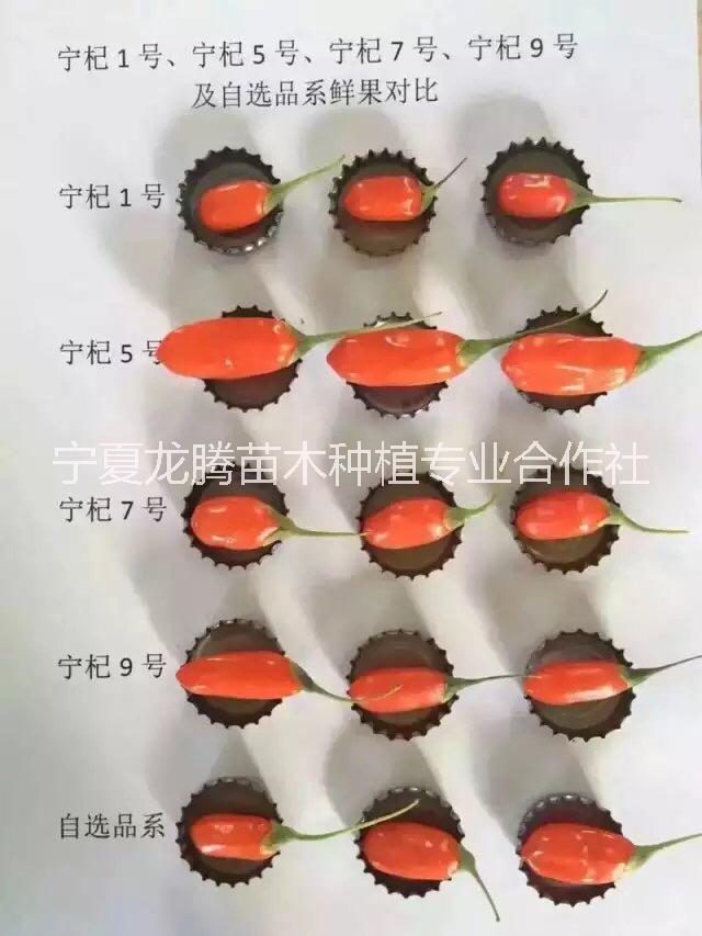 寧夏7號枸杞苗 寧夏7號枸杞苗基地  7號枸杞苗價格 高純度寧夏7號枸杞苗基地 608號枸杞苗基地