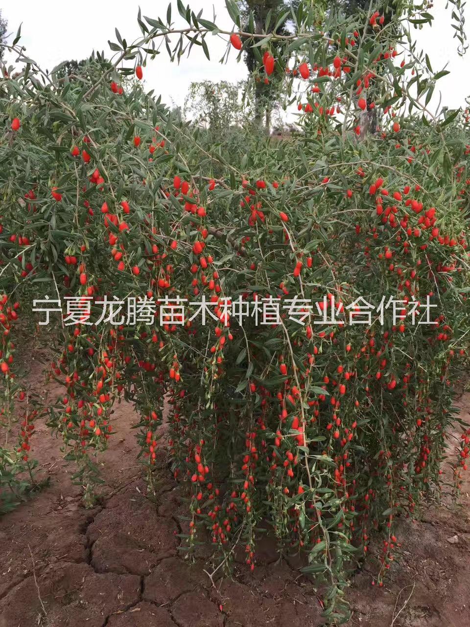 寧夏7號枸杞苗 寧夏7號枸杞苗基地  7號枸杞苗價格 高純度寧夏7號枸杞苗基地 608號枸杞苗基地