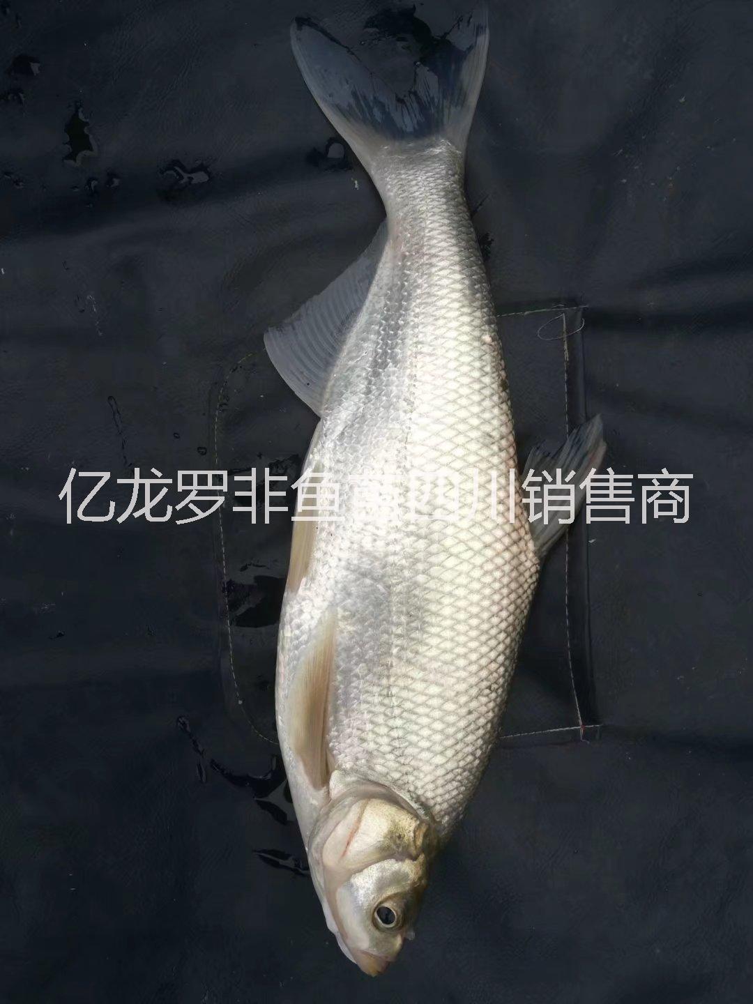 鯽魚苗四川魚苗翹殼魚苗。