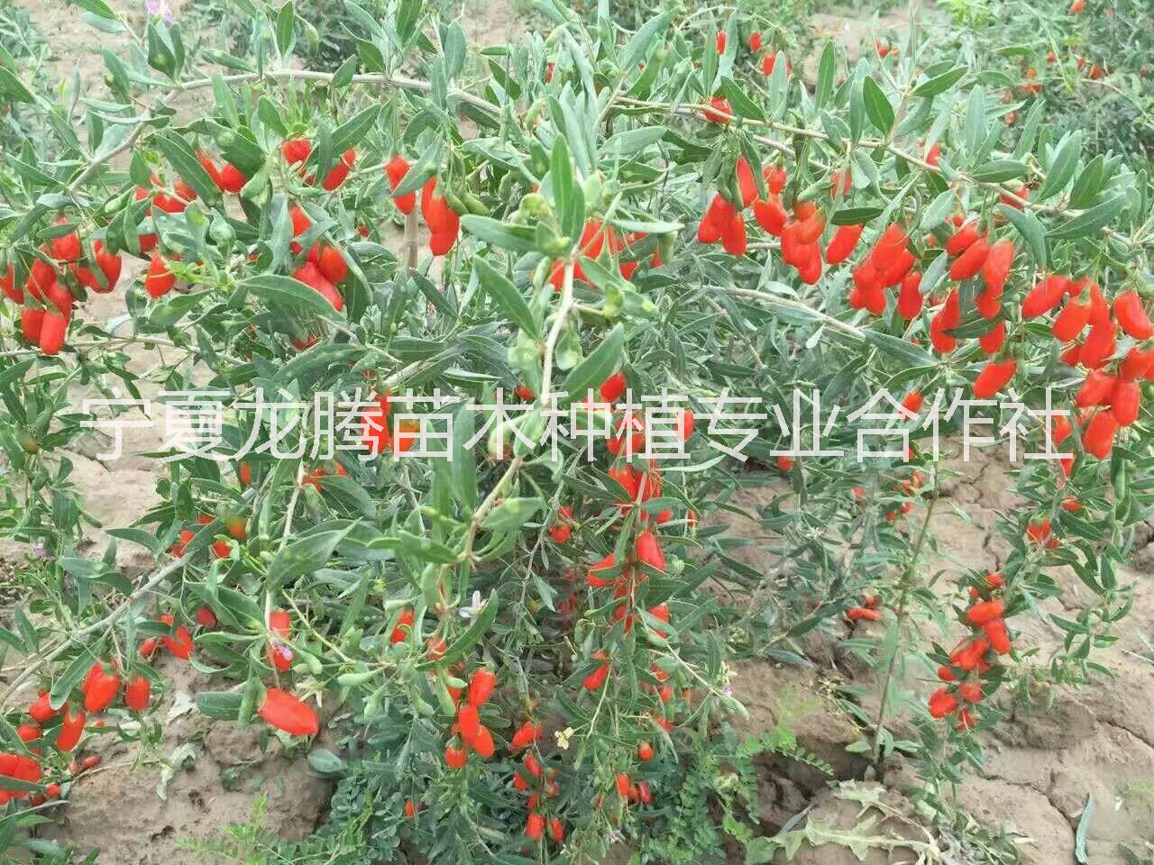 寧夏7號枸杞苗 寧夏7號枸杞苗基地  7號枸杞苗價格 高純度寧夏7號枸杞苗基地 608號枸杞苗基地