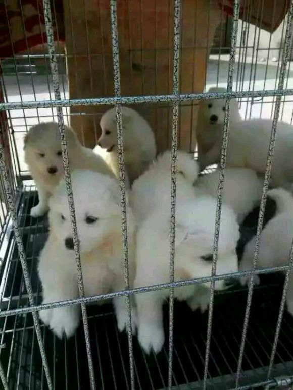 薩摩耶幼犬多少錢一只，薩摩耶多少錢一只，薩摩耶價格，薩摩耶