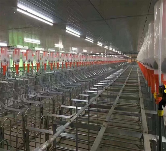 現(xiàn)代自動(dòng)化養(yǎng)豬給各大養(yǎng)殖戶帶來了哪些便利與方便 自動(dòng)化下料設(shè)備