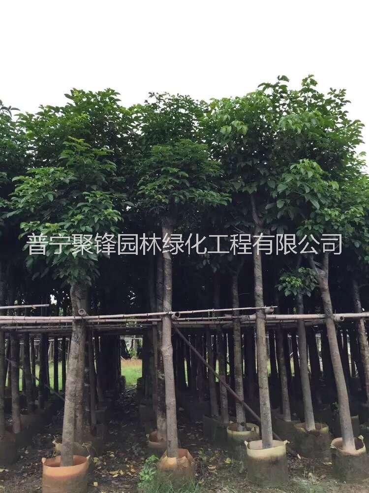 秋楓10-11公分_秋楓10-11公基地直銷_秋楓10-11公產(chǎn)地供應(yīng)_秋楓10-11公批發(fā)價(jià)格
