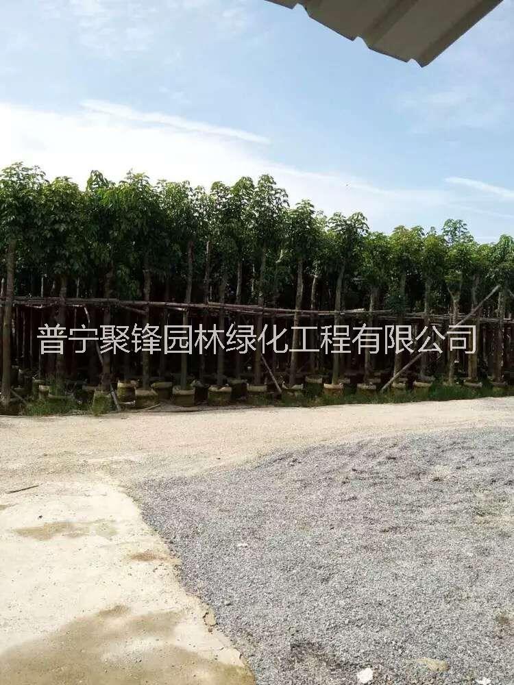 秋楓8-9公分_秋楓8-9公基地直銷_秋楓8-9公產(chǎn)地供應(yīng)_秋楓8-9公批發(fā)價(jià)格