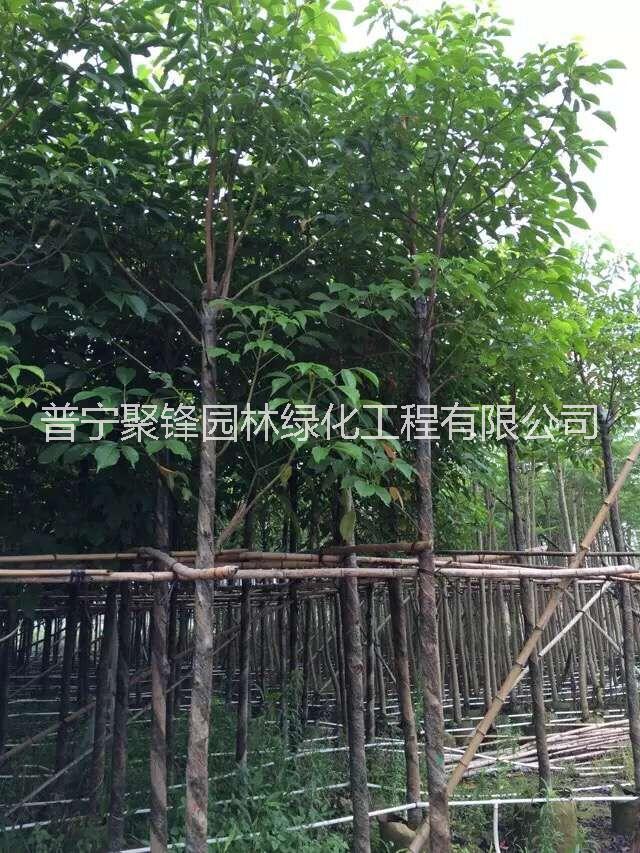 秋楓8-9公分_秋楓8-9公基地直銷_秋楓8-9公產(chǎn)地供應(yīng)_秋楓8-9公批發(fā)價(jià)格