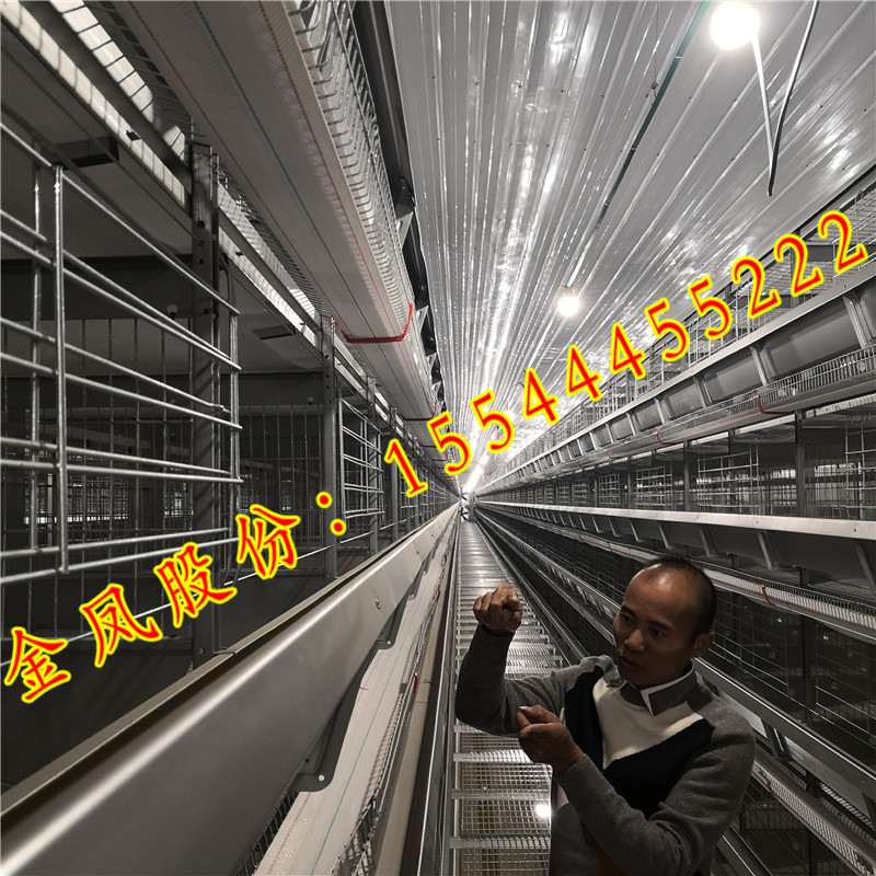 金鳳雞籠_3層階梯式雞籠設備_金鳳3層階梯式蛋雞籠