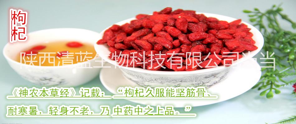 陜西清藍生物當當供應(yīng)--枸杞果粉