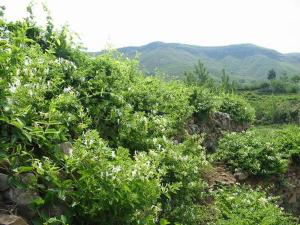 三顆果 清熱去火茶 三顆果 平邑金銀花 熱去火茶