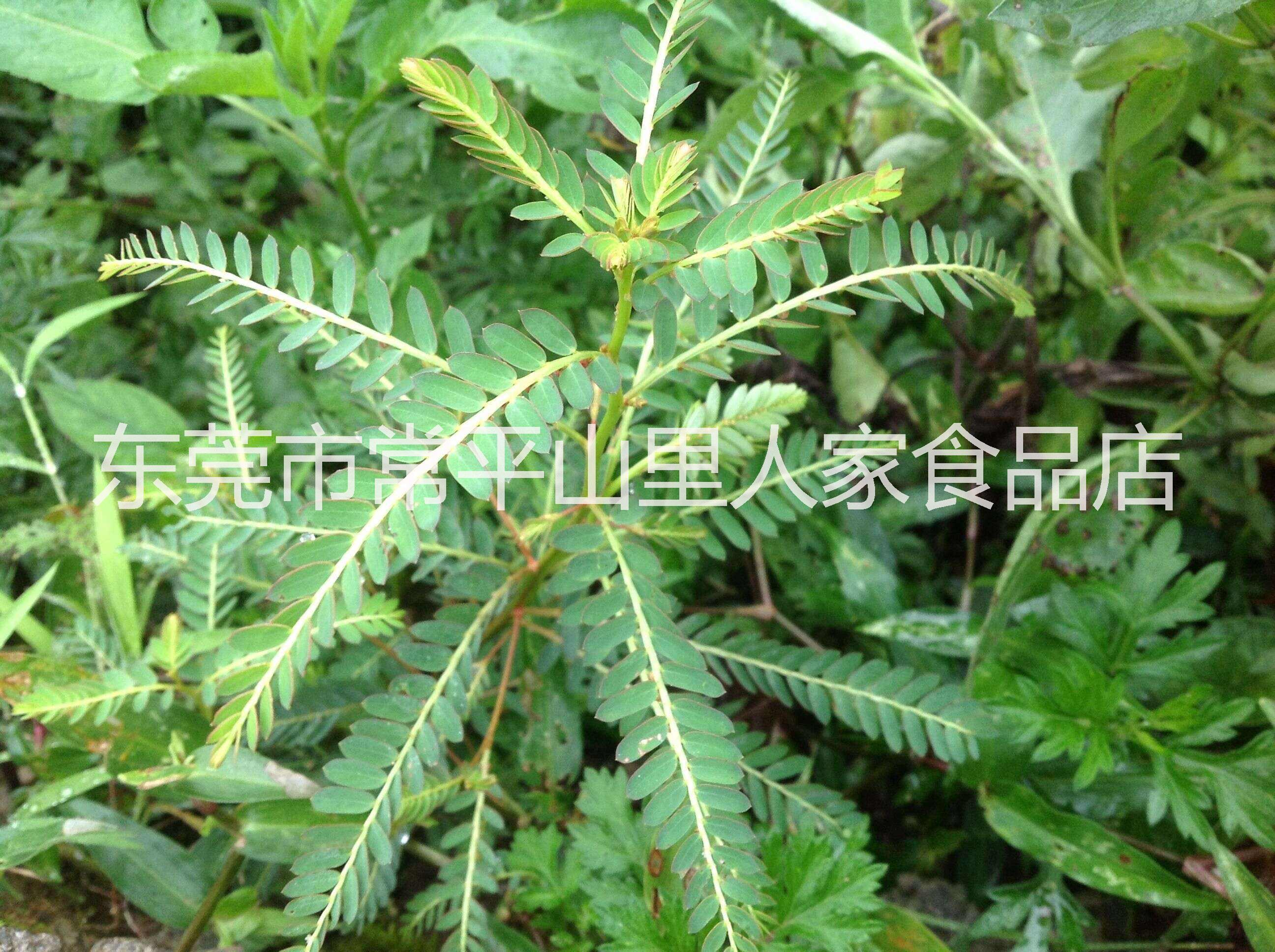 雞骨草|韶關(guān)雞骨草|韶關(guān)特產(chǎn)產(chǎn)地直銷山里人家特產(chǎn)