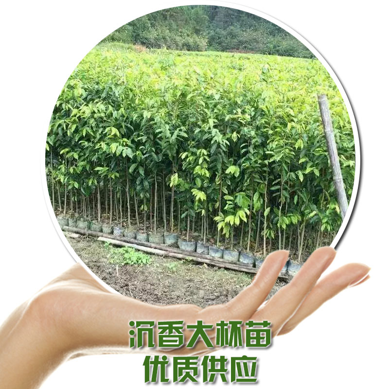 沉香大杯苗  化州優(yōu)質(zhì)沉香苗基地直銷批發(fā) 風(fēng)景樹苗 綠化景觀 量大從優(yōu) 沉香大小杯苗