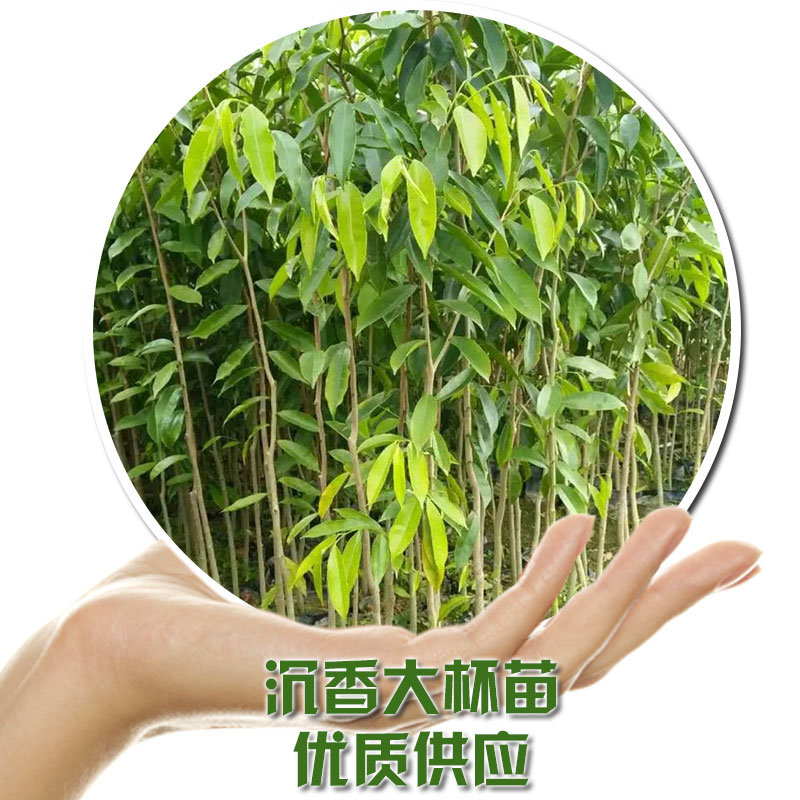 沉香大杯苗  化州優(yōu)質(zhì)沉香苗基地直銷(xiāo)批發(fā) 量大從優(yōu) 沉香大杯苗基地 廣西沉香大杯苗基地 廣西沉香大杯苗排名