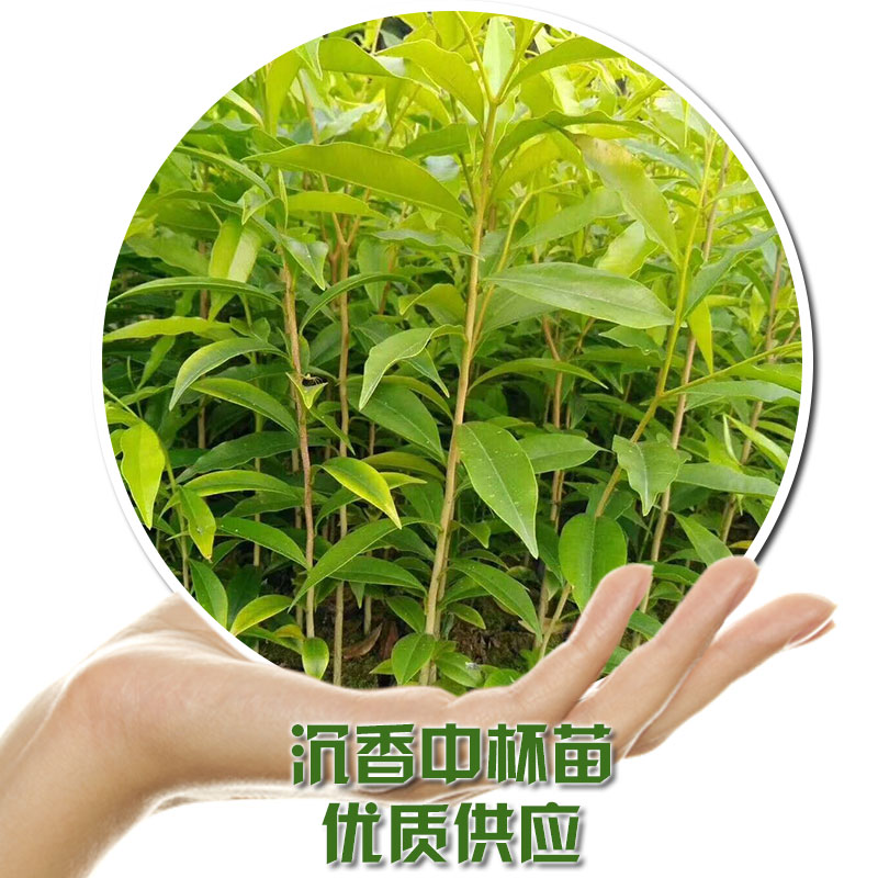 沉香中杯苗 化州優(yōu)質(zhì)沉香樹苗基地直銷批發(fā) 風(fēng)景樹苗 綠化景觀 規(guī)格齊全