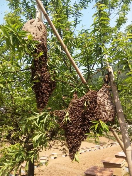 貴州蜜蜂養(yǎng)殖技術(shù) 凱里蜜蜂養(yǎng)殖技術(shù) 銅仁蜜蜂養(yǎng)殖技術(shù)基地  貴州蜜蜂養(yǎng)殖 貴州蜜蜂養(yǎng)殖基地 貴州蜜 貴州蜜蜂養(yǎng)殖技術(shù)支持