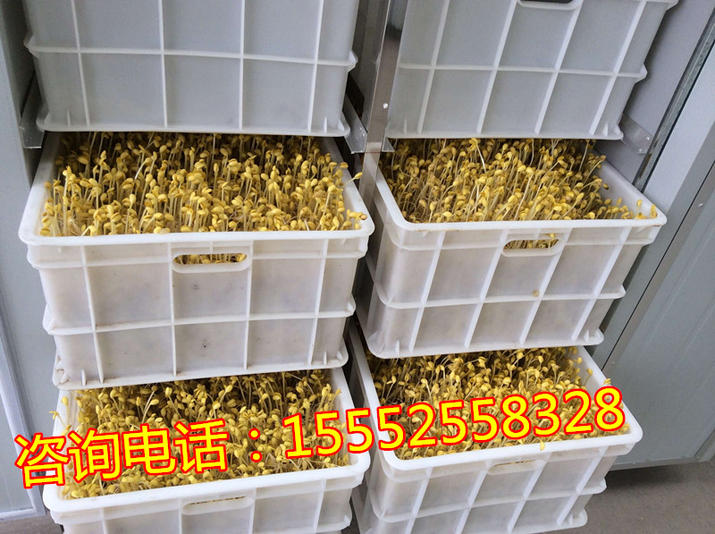 漯河全自動(dòng)豆芽機(jī)、豆芽機(jī)生產(chǎn)廠家