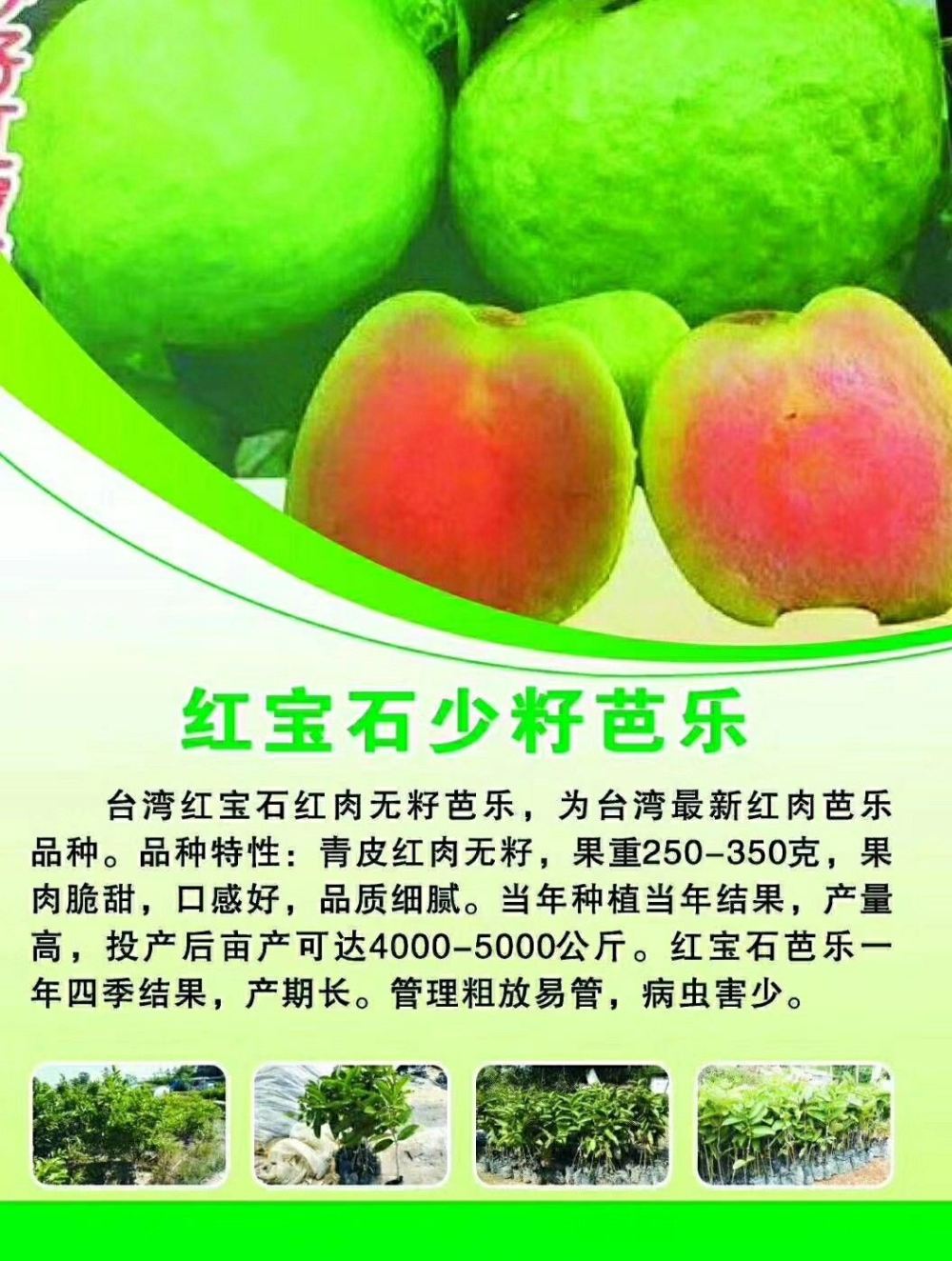 南寧基地供應(yīng)番石榴西瓜巴樂紅寶石苗，品種純潔，價(jià)格合理