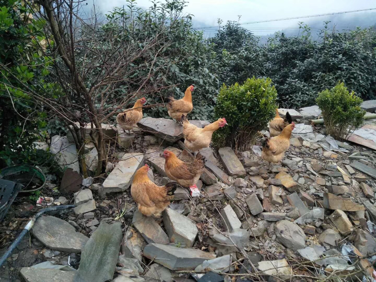 運(yùn)城雞苗晉城雞苗河北雞苗陜西雞苗運(yùn)城雞苗大同雞苗