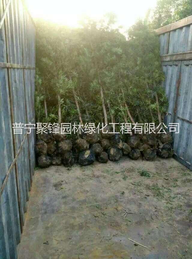 _羅漢松基地直銷_羅漢松價格_羅漢松批發(fā)_粵東羅漢松哪家好價格便宜_羅漢松2.5公分