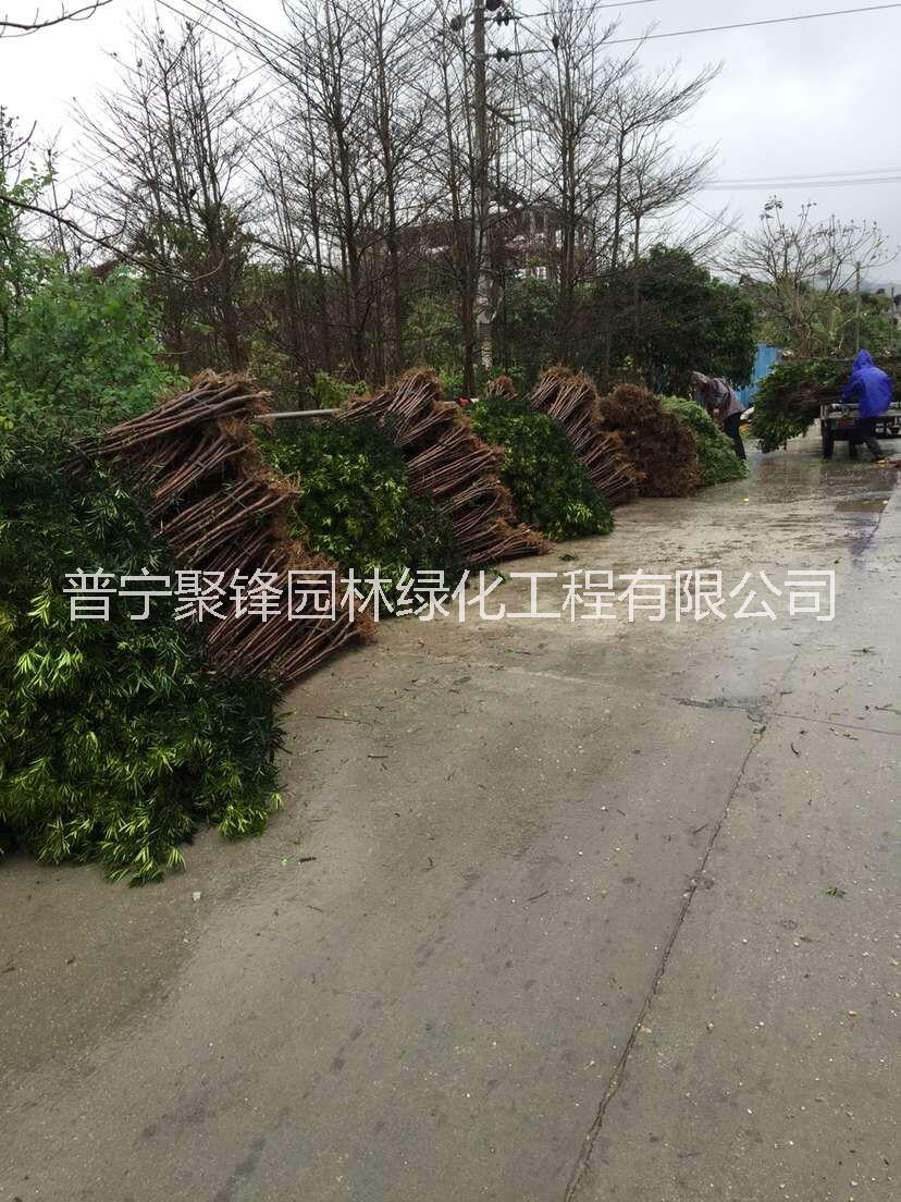 _羅漢松基地直銷(xiāo)_羅漢松價(jià)格_羅漢松批發(fā)_粵東羅漢松哪家好價(jià)格便宜_羅漢松1公分 羅漢松1 公分 羅漢松1公分大