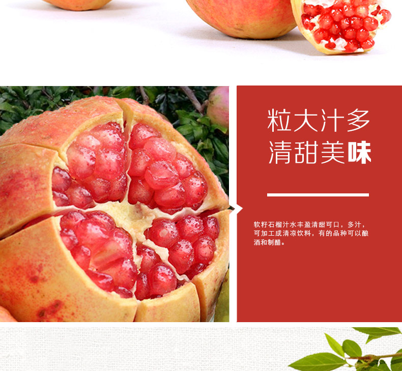 軟籽石榴-河南軟籽石榴基地報價-河南軟籽石榴哪家好-河南軟籽石榴批發(fā)價格