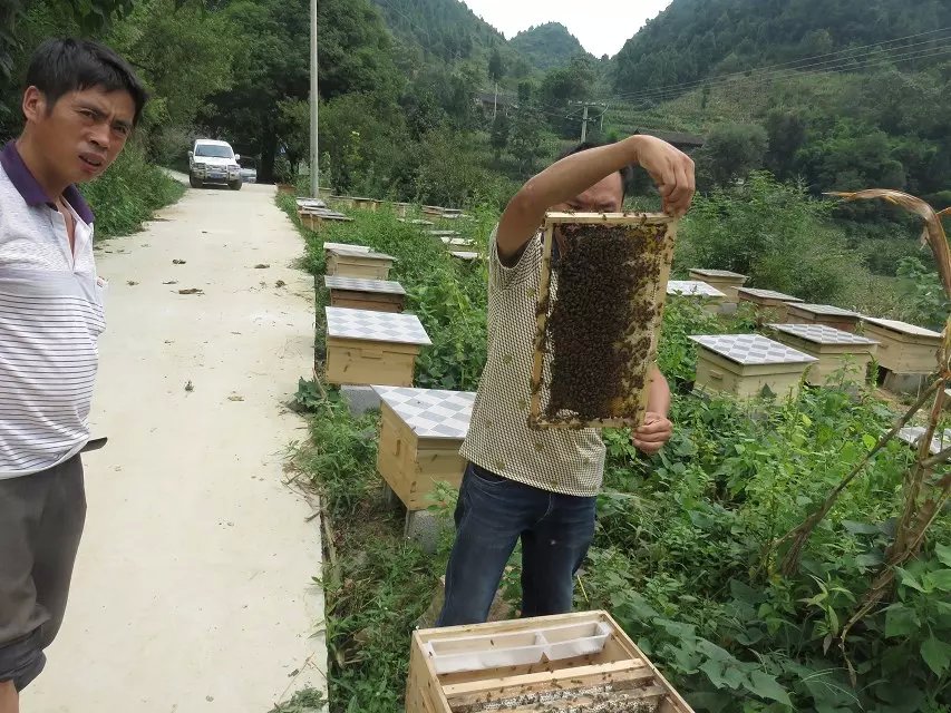 遵義蜜蜂養(yǎng)殖 遵義蜜蜂養(yǎng)殖技術(shù) 遵義蜜蜂養(yǎng)殖基地 遵義蜜蜂養(yǎng)殖廠
