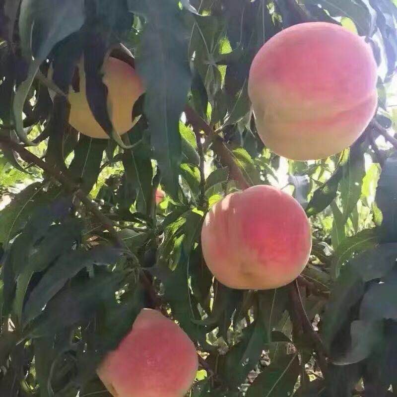 炎陵仲秋紅桃