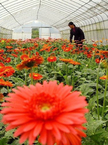 供應(yīng)45*70幾字鋼骨架 幾字鋼大棚濟(jì)南生產(chǎn)廠家