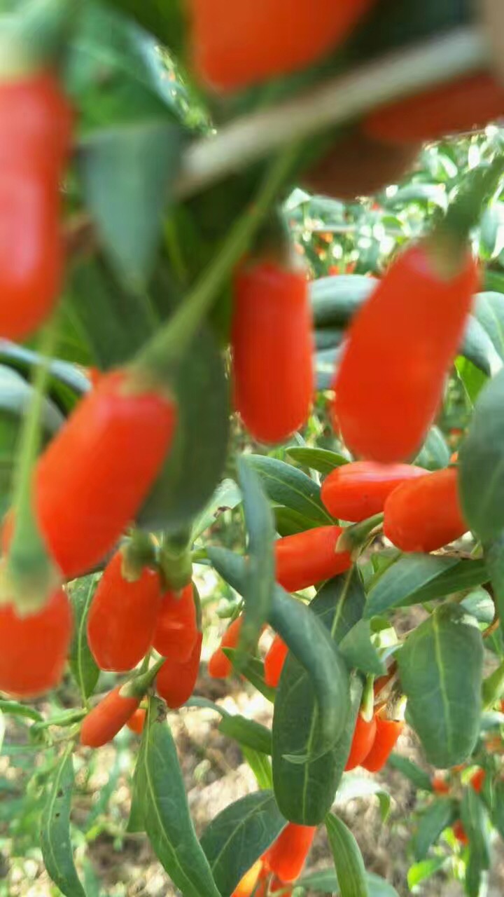 寧夏608枸杞苗批發(fā)銷售 寧夏7號枸杞苗批發(fā)銷售