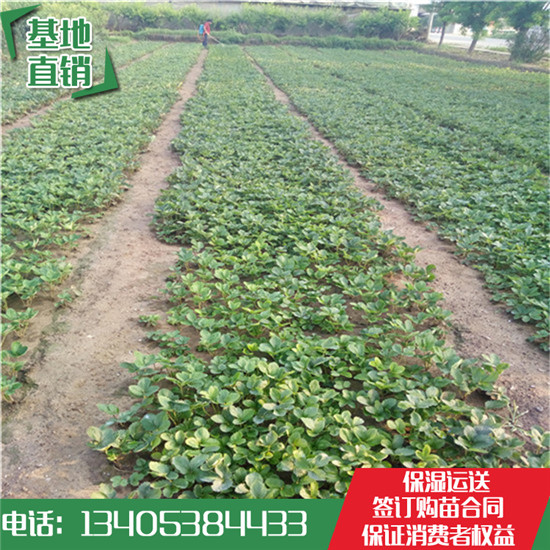 批發(fā)草莓苗：法蘭地草莓苗 章姬草莓苗  紅顏草莓苗 甜查理草莓苗 甜寶草莓苗