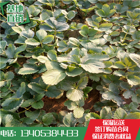 批發(fā)草莓苗：法蘭地草莓苗 章姬草莓苗  紅顏草莓苗 甜查理草莓苗 甜寶草莓苗