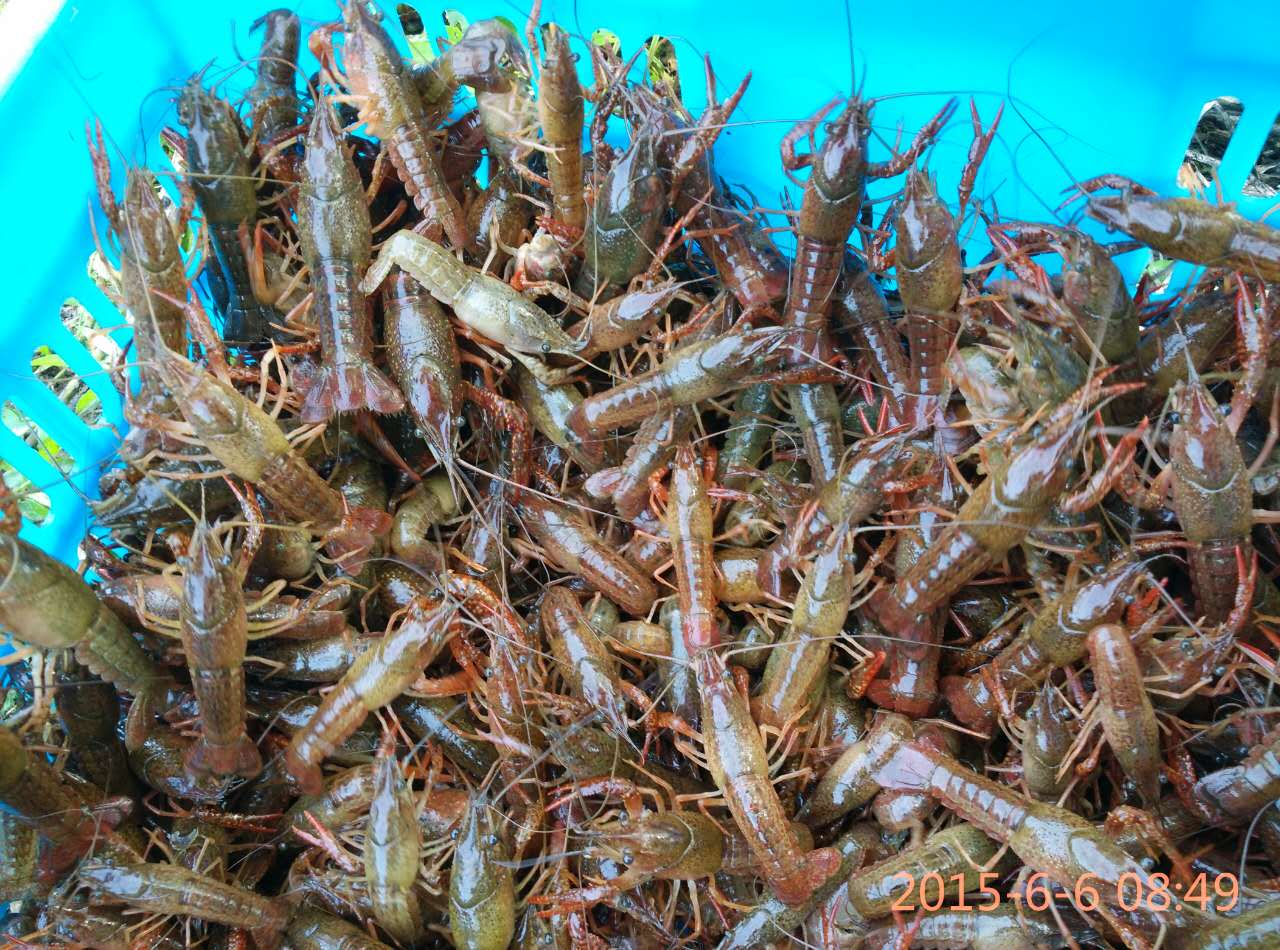 淡水龍蝦苗@供應(yīng)小龍蝦種苗@天然生態(tài)養(yǎng)殖蝦苗@提供養(yǎng)殖技術(shù)