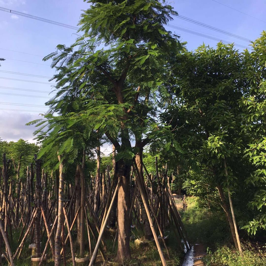 鳳凰木_鳳凰木種植基地_鳳凰木基地直銷_鳳凰木批發(fā)價格_揭陽普寧鳳凰木哪家好價格便宜