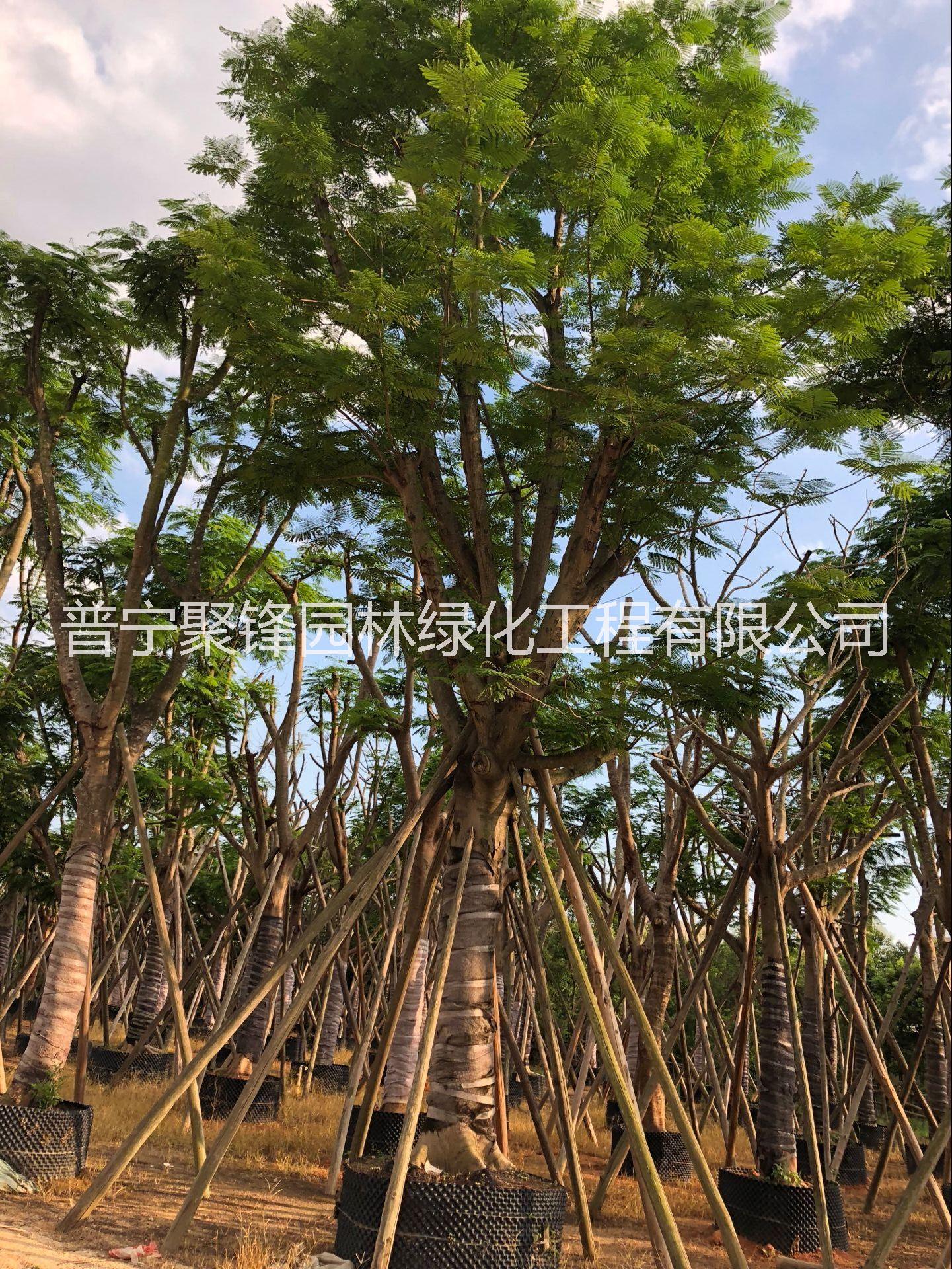 鳳凰木A貨骨架30分_鳳凰木種植基地_鳳凰木基地直銷_鳳凰木批發(fā)價格_揭陽普寧鳳凰木哪家好價格便宜