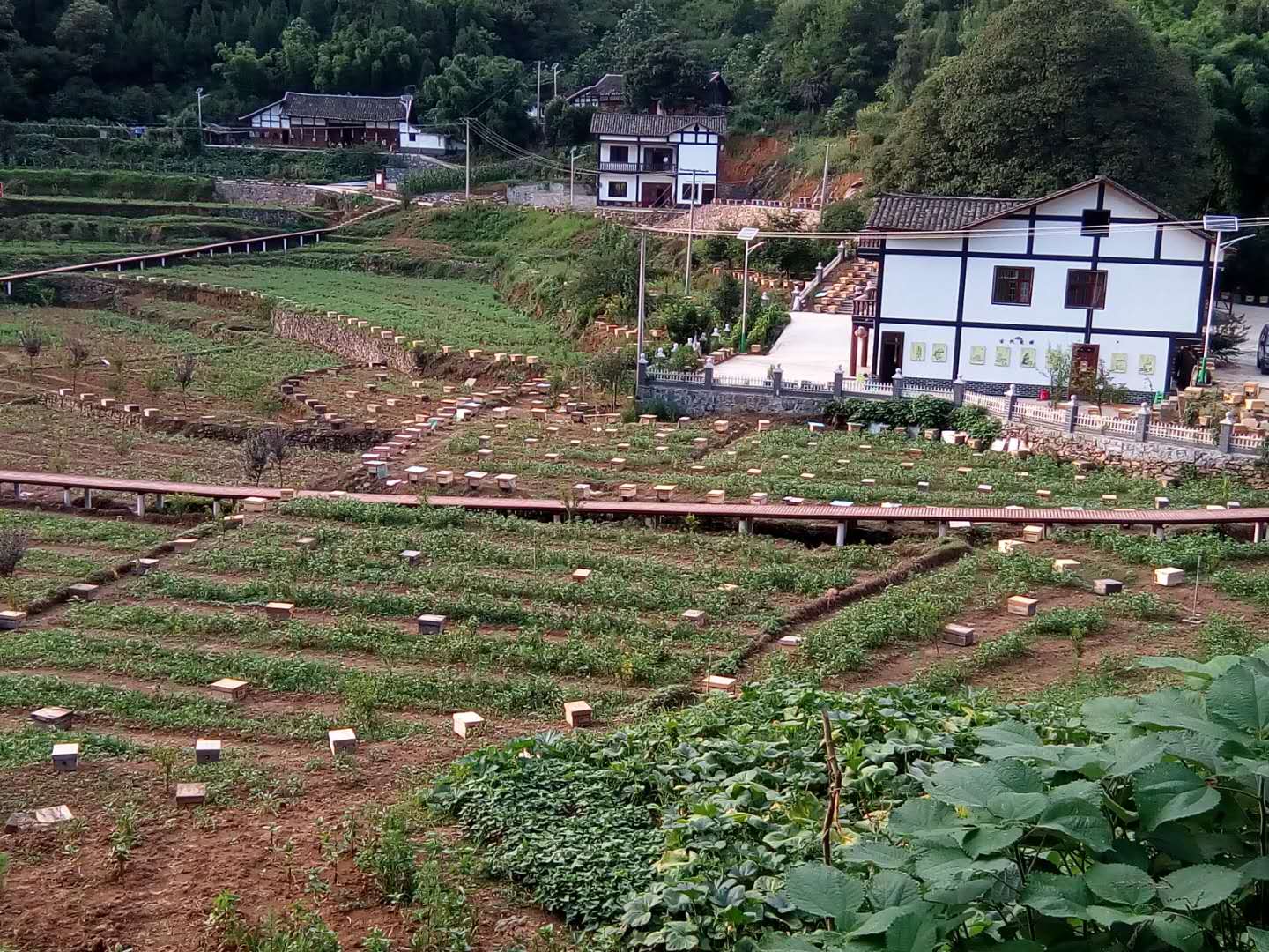 貴州土蜜蜂 貴州土蜜蜂養(yǎng)殖基地 貴州土蜜蜂養(yǎng)殖技術(shù) 貴州土蜜蜂批發(fā)