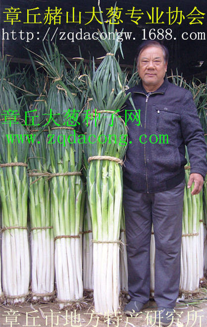 大蔥種子 山東大蔥種*品牌 家祿牌 章丘大梧桐 家祿三號(hào) 高產(chǎn)新品種 抗倒抗病抗霜 章丘大蔥種子