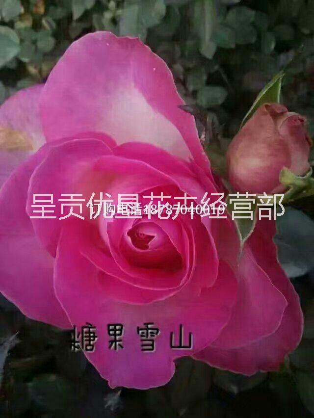 歐月 歐洲月季大馬士革
