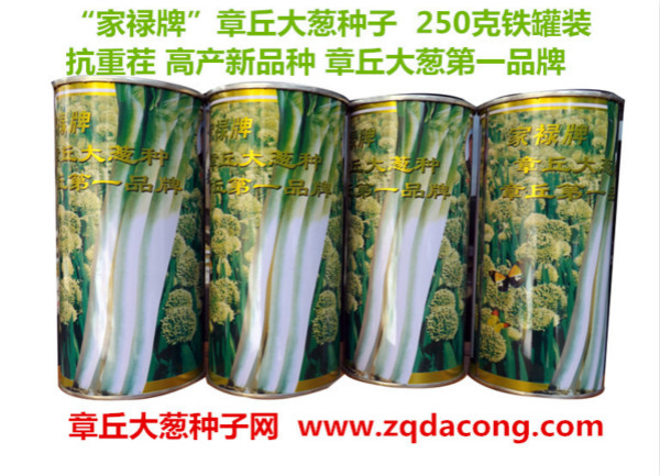 章丘大蔥種子 高產(chǎn)新品種家祿三號 育種家自主品牌 抗重茬抗霜抗倒山東大蔥種子