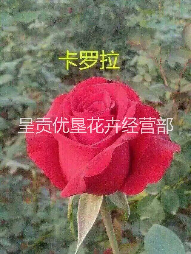 歐月 歐洲月季大馬士革