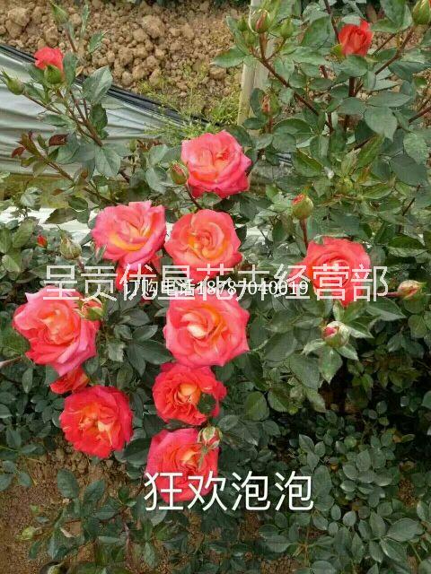歐月 歐洲月季大馬士革