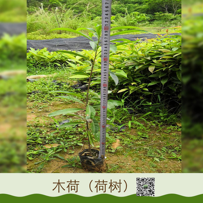 廣東荷木木荷苗基地直銷 大量供應(yīng)木荷苗木 木荷 優(yōu)質(zhì)木荷樹苗批發(fā) 園林綠化苗木