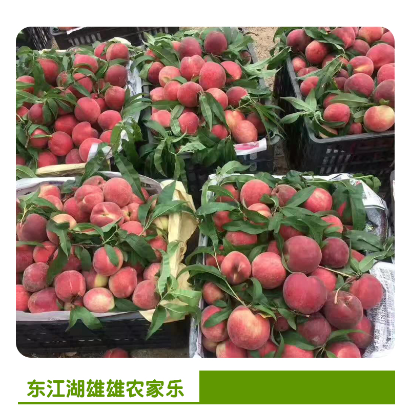 資興農(nóng)莊農(nóng)家樂收費(fèi)標(biāo)準(zhǔn) 農(nóng)家樂哪家好 農(nóng)家樂游玩 農(nóng)家樂咨詢電話 農(nóng)莊農(nóng)家樂