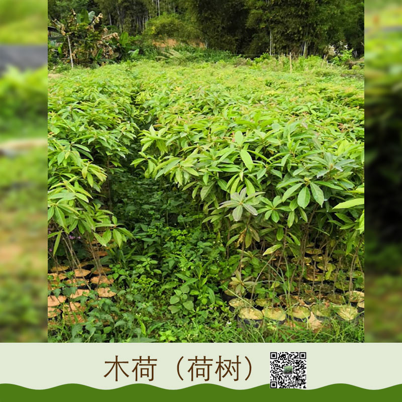 廣東荷木木荷苗基地直銷 大量供應(yīng)木荷苗木 木荷 優(yōu)質(zhì)木荷樹苗批發(fā) 園林綠化苗木
