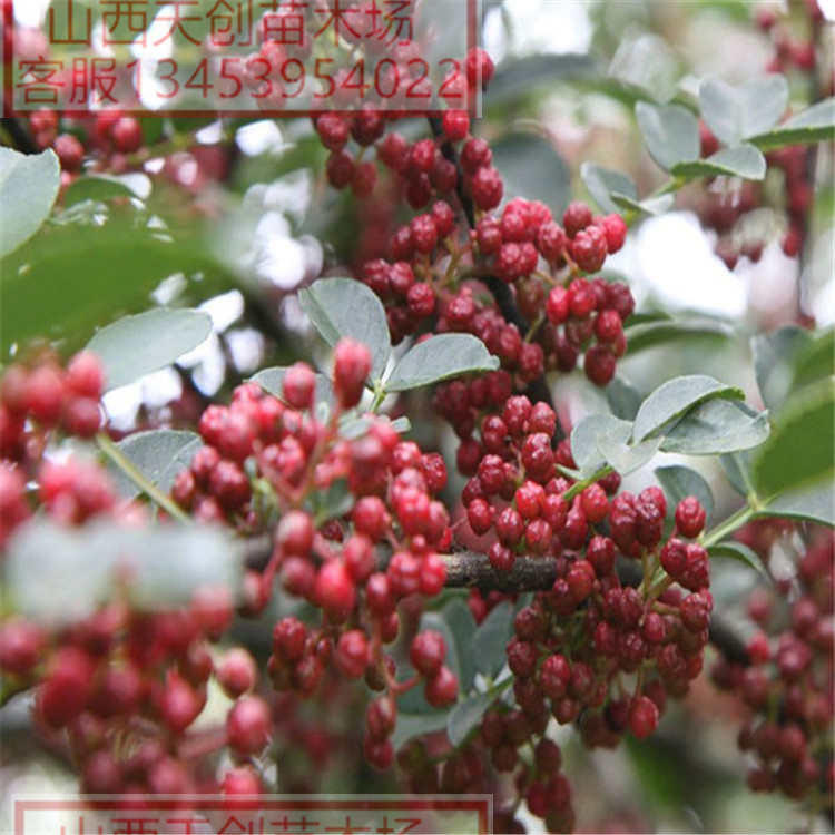 供應(yīng)花椒苗 純正大紅袍花椒苗批發(fā)