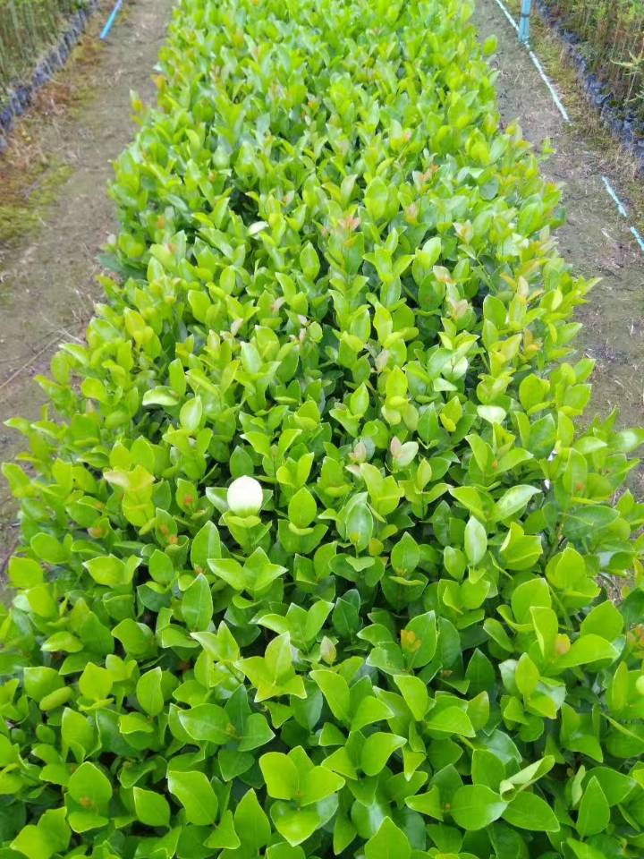 巴西草莓石榴  雞矢果苗  櫻桃番石榴苗