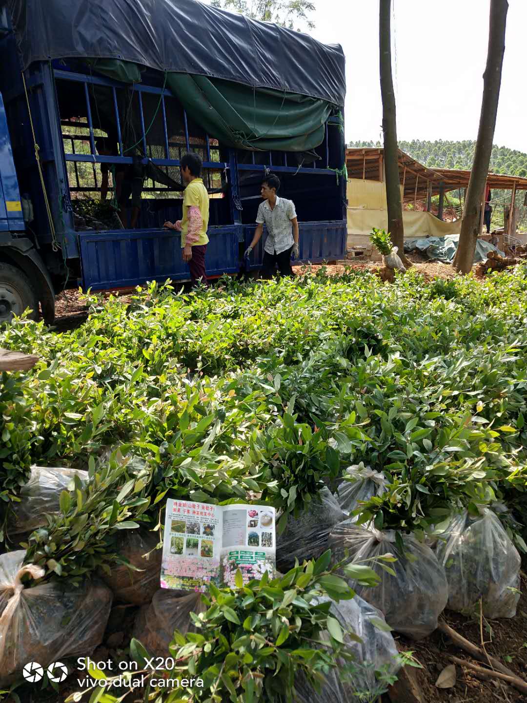 廣州桃金娘棯子苗基地