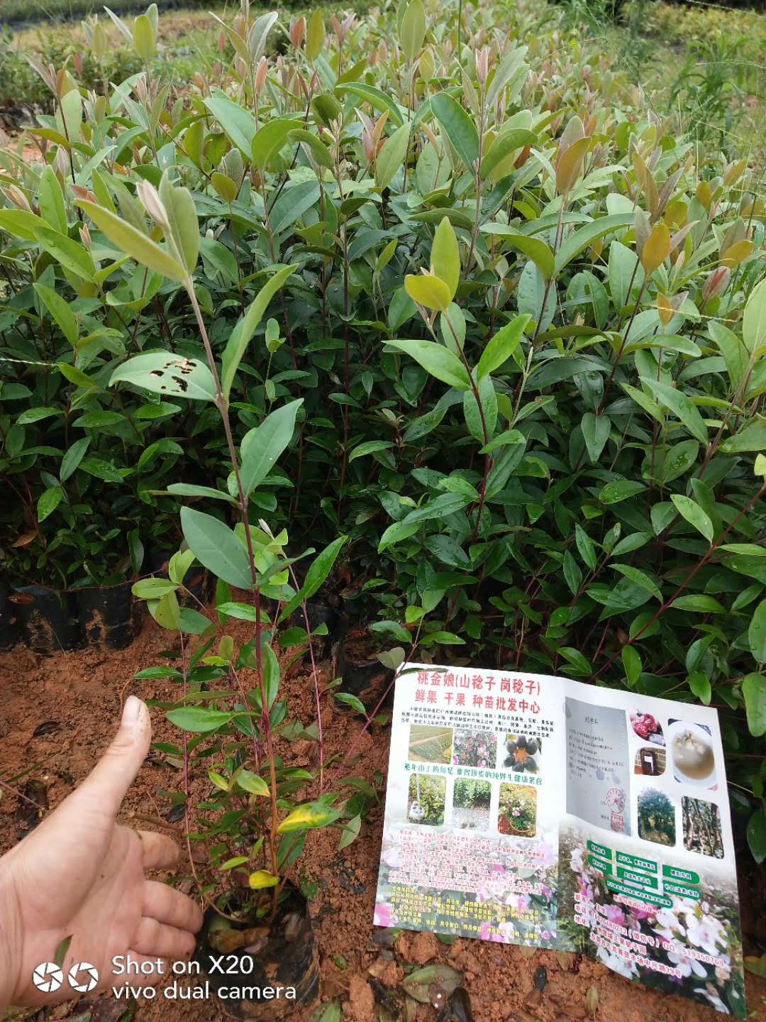 廣州桃金娘棯子苗基地