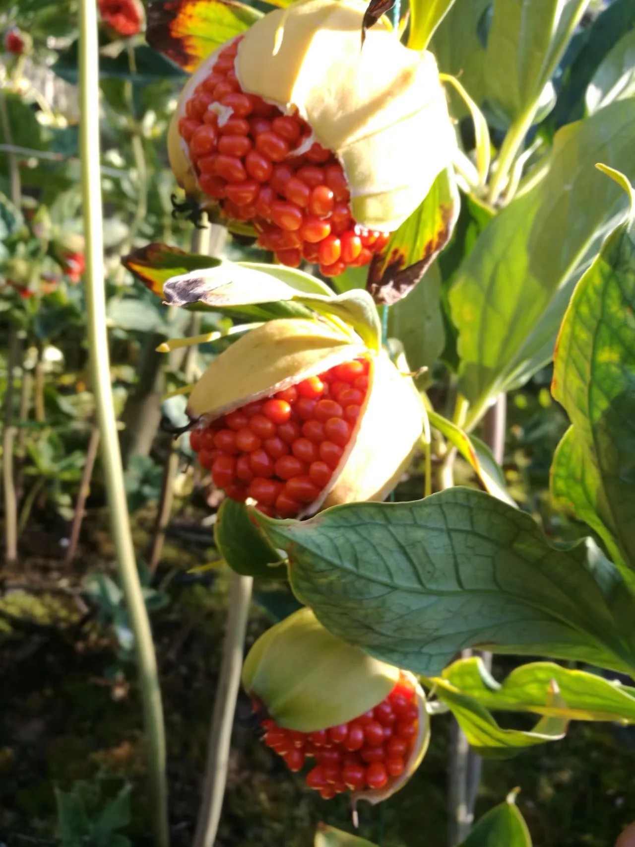 云南滇重樓種子，提供種植育苗技術(shù)，支持實(shí)地取貨