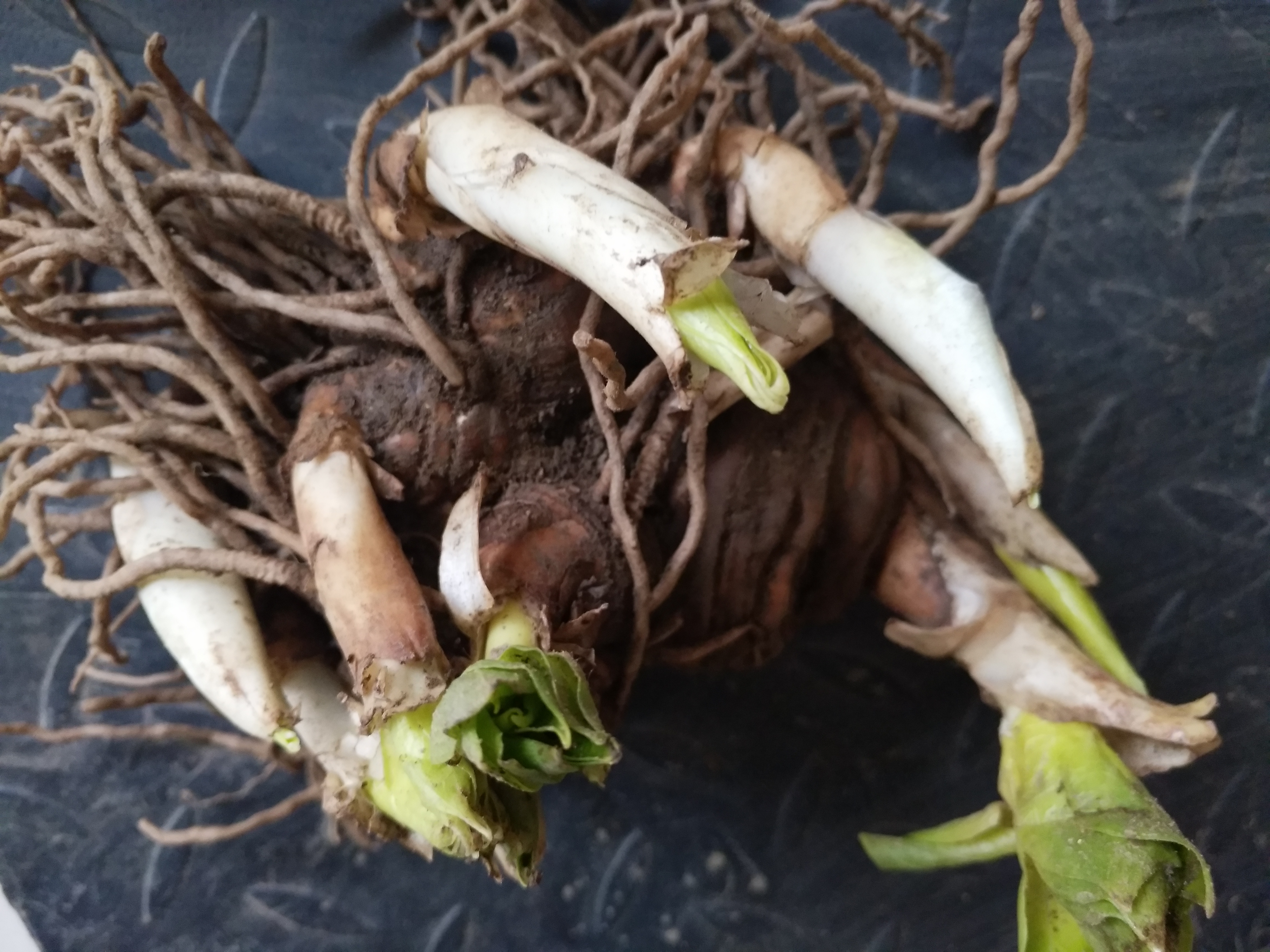 云南多芽滇重樓，提供育苗種植技術(shù)，回收一條龍服務(wù) 云南多芽滇重樓重樓小塊莖