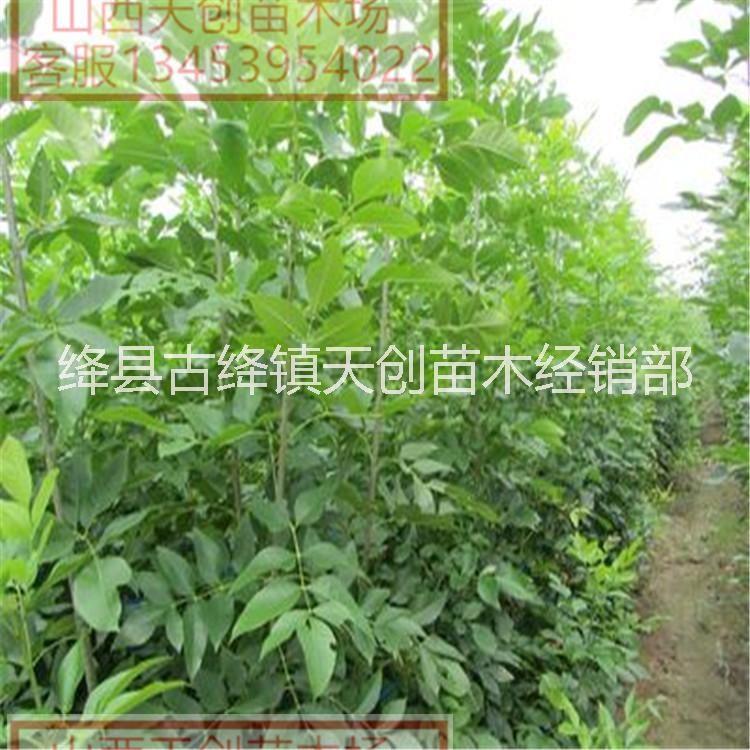 供應(yīng)白臘苗 白臘苗產(chǎn)地直銷(xiāo)