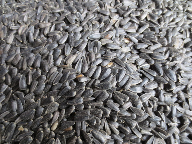 油葵脫籽機(jī)價(jià)a臨城油葵脫籽機(jī)價(jià)a油葵脫籽機(jī)批發(fā)價(jià)格